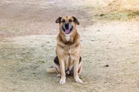 Enlarge OSO, a Adoptable mixed breed in Pearce, AZ image 3/4