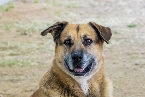 Enlarge OSO, a Adoptable mixed breed in Pearce, AZ image 4/4