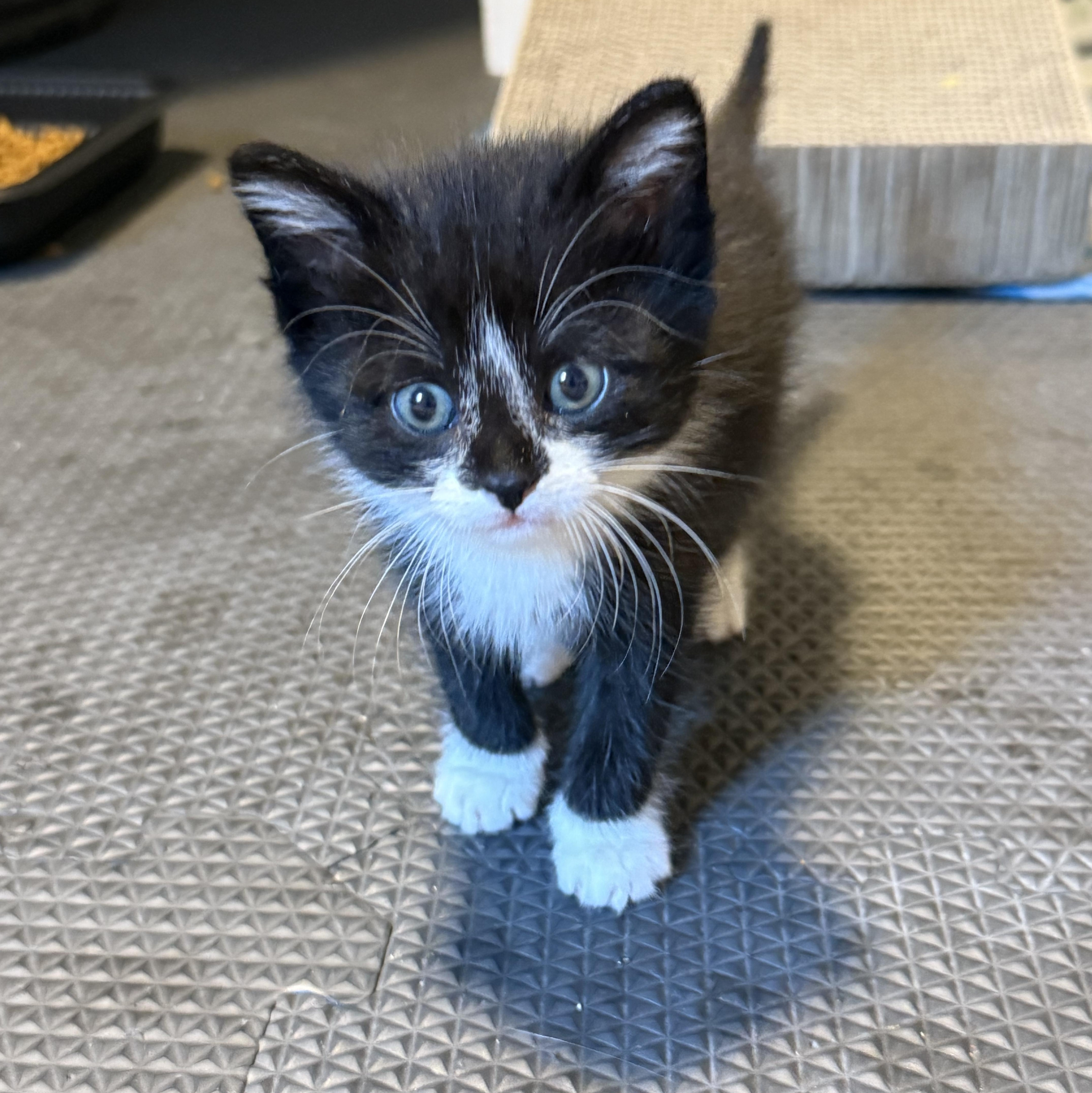 Gizmo