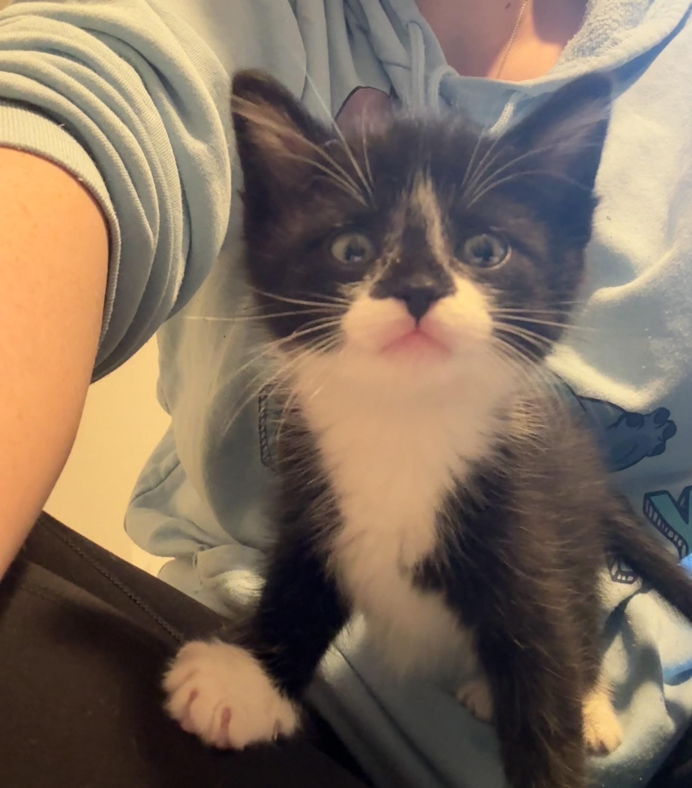 Gizmo