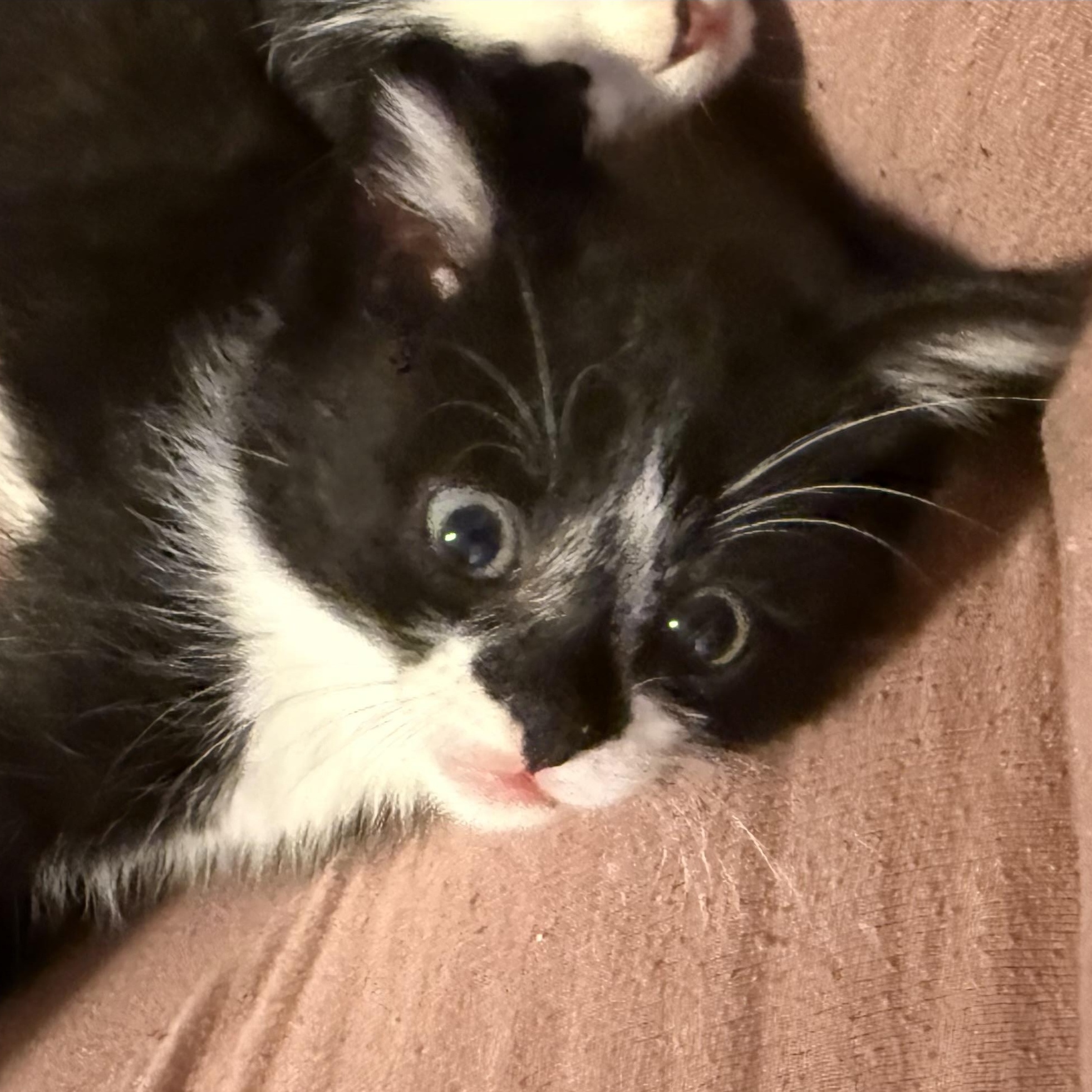 Gizmo