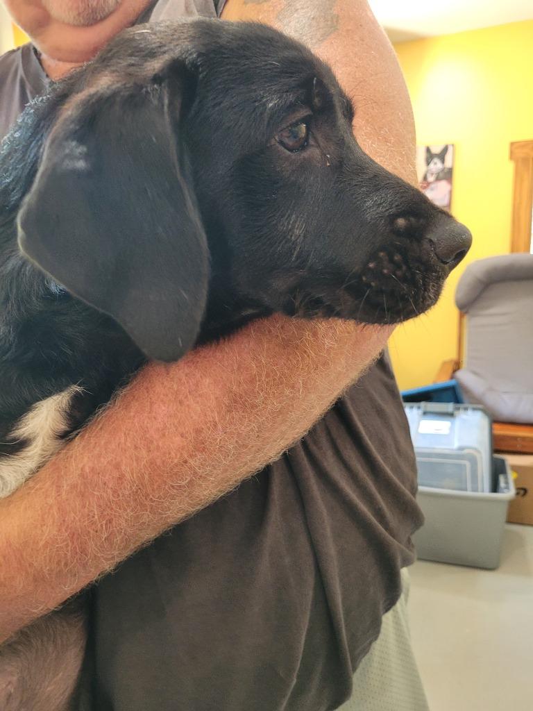 Barth, Adoptable, Puppy Male Mountain Cur & Poodle.