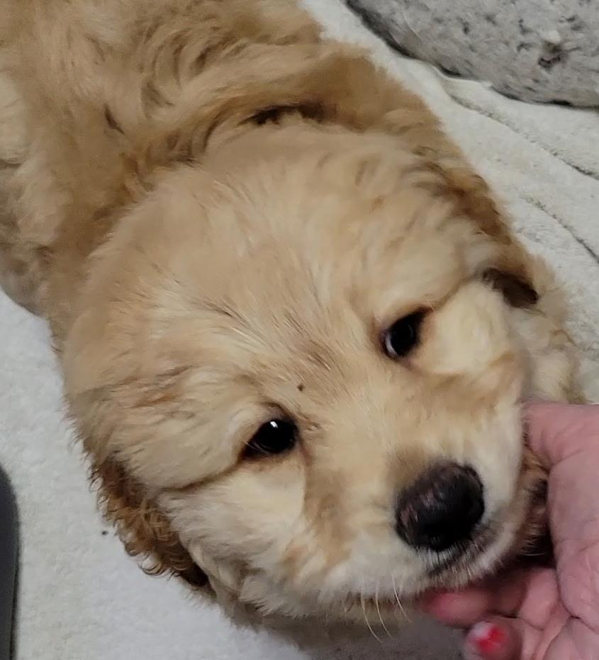 Banks, adopted, Puppy Male Goldendoodle.