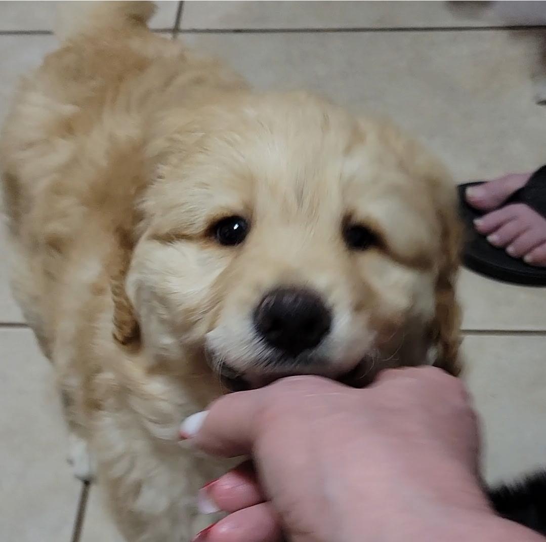 Enlarge Banks, an adopted Goldendoodle in Sarasota, FL image 3/3