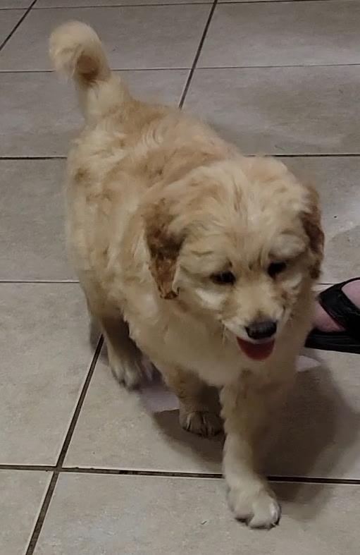 Enlarge Banks, an adopted Goldendoodle in Sarasota, FL image 2/3