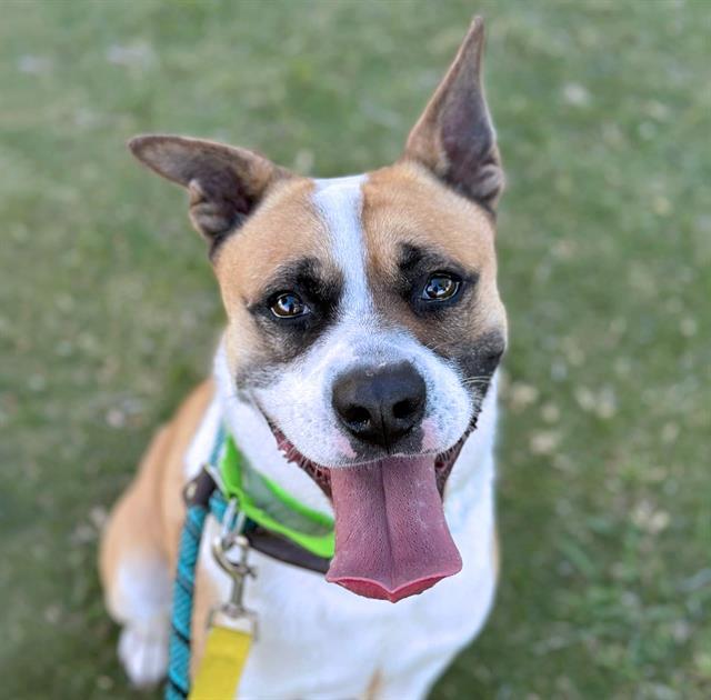 MAGNETO*, Adoptable, Adult Male Boxer & Australian Cattle Dog / Blue Heeler.