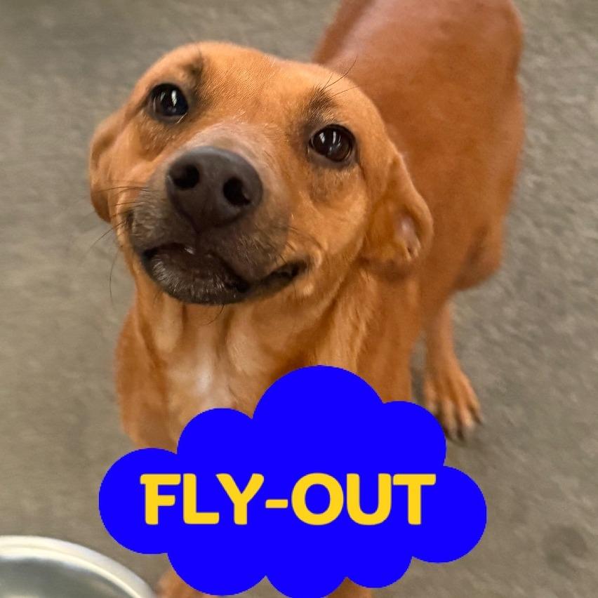 Melba, Adoptable, Adult Female Mixed Breed.