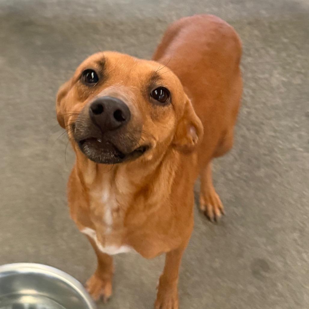 Enlarge Melba, a Adoptable Mixed Breed in Volcano, HI image 1/4