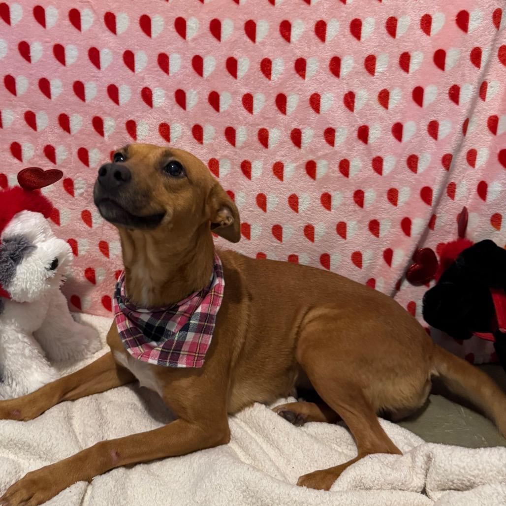 Enlarge Melba, a Adoptable Mixed Breed in Volcano, HI image 2/4