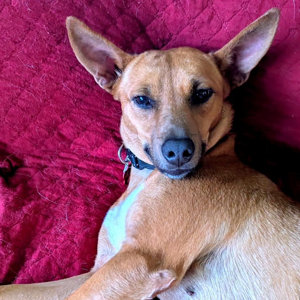 Enlarge Melba, a Adoptable Mixed Breed in Volcano, HI image 3/4