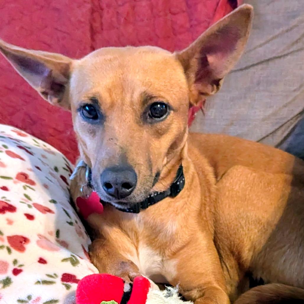 Enlarge Melba, a Adoptable Mixed Breed in Volcano, HI image 4/4