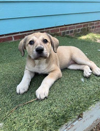Sage, a Adoptable mixed breed in Sanford, NC image 2/4