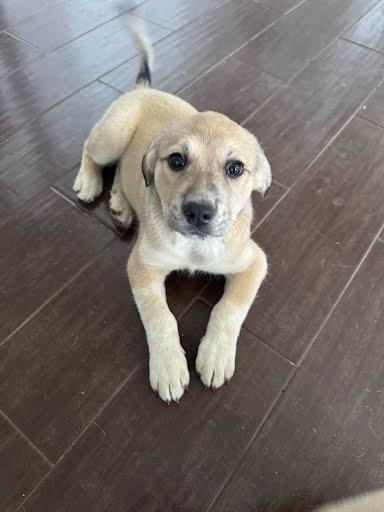Sage, a Adoptable mixed breed in Sanford, NC image 3/4