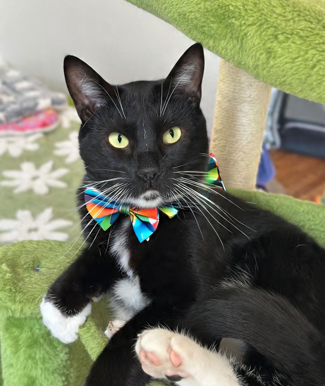 adorbs Aspen, a Adoptable mixed breed in Toluca Lake, CA image 1/5