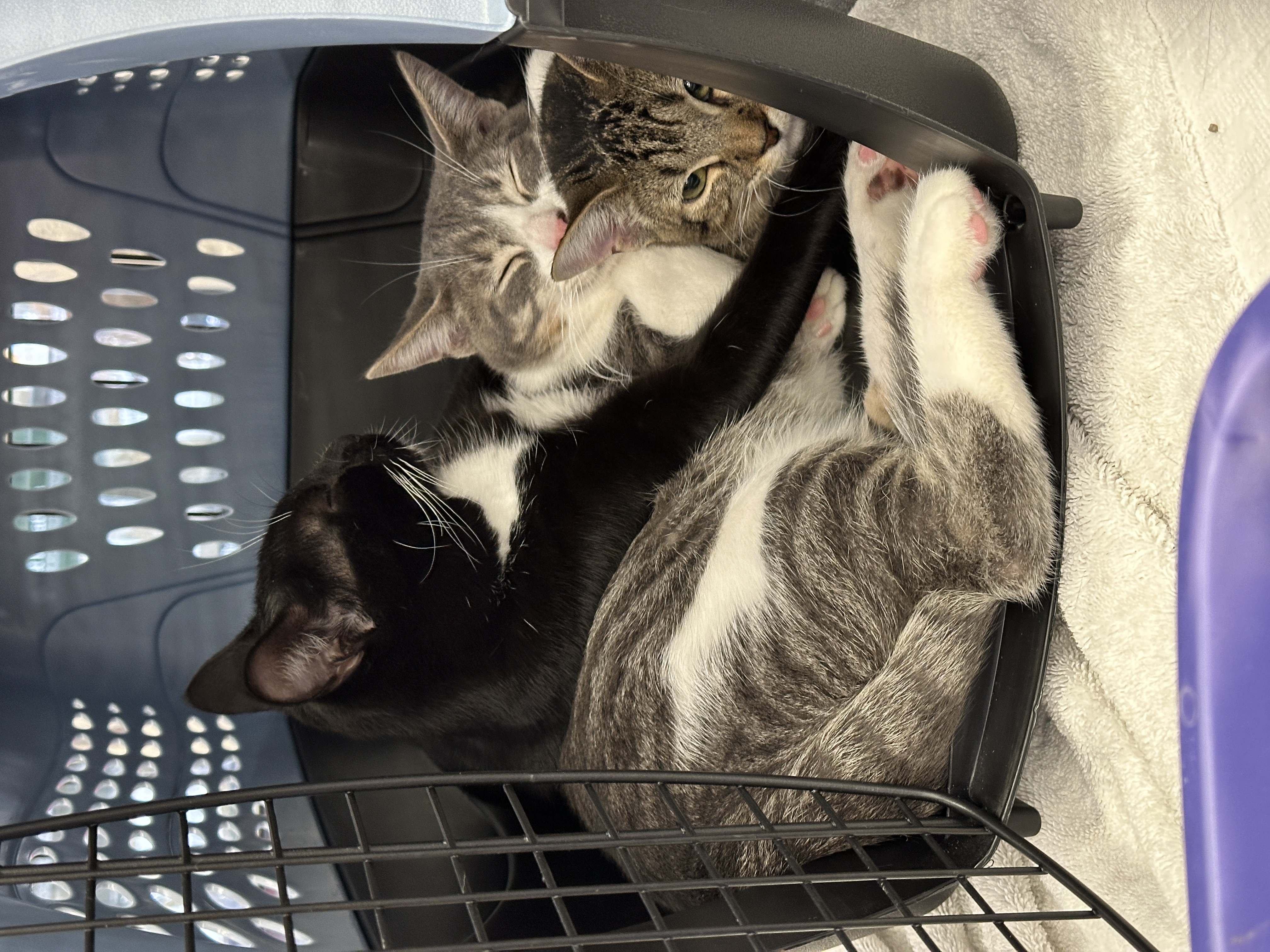 adorbs Aspen, a Adoptable mixed breed in Toluca Lake, CA image 4/5