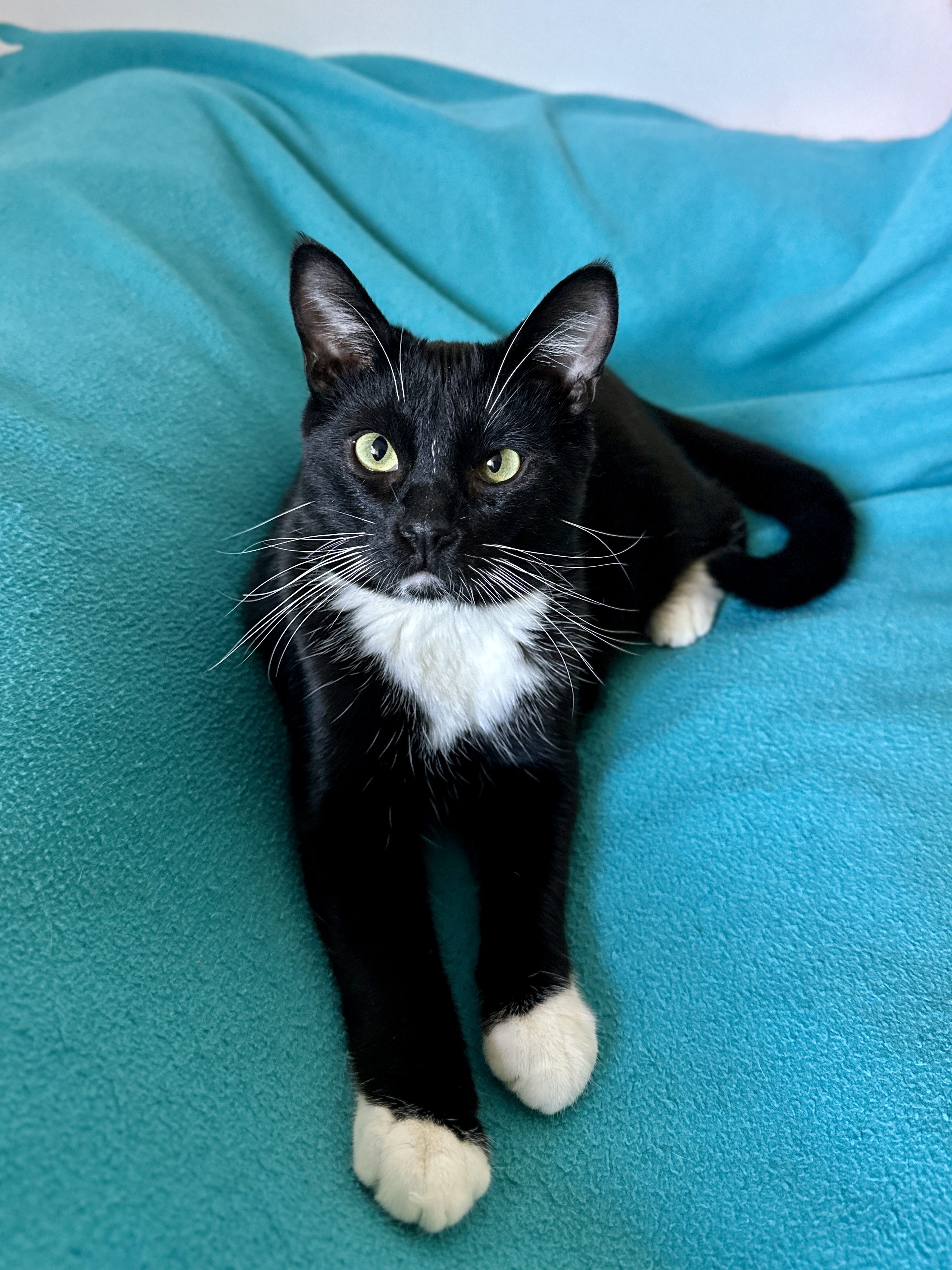 adorbs Aspen, Young Male Tuxedo