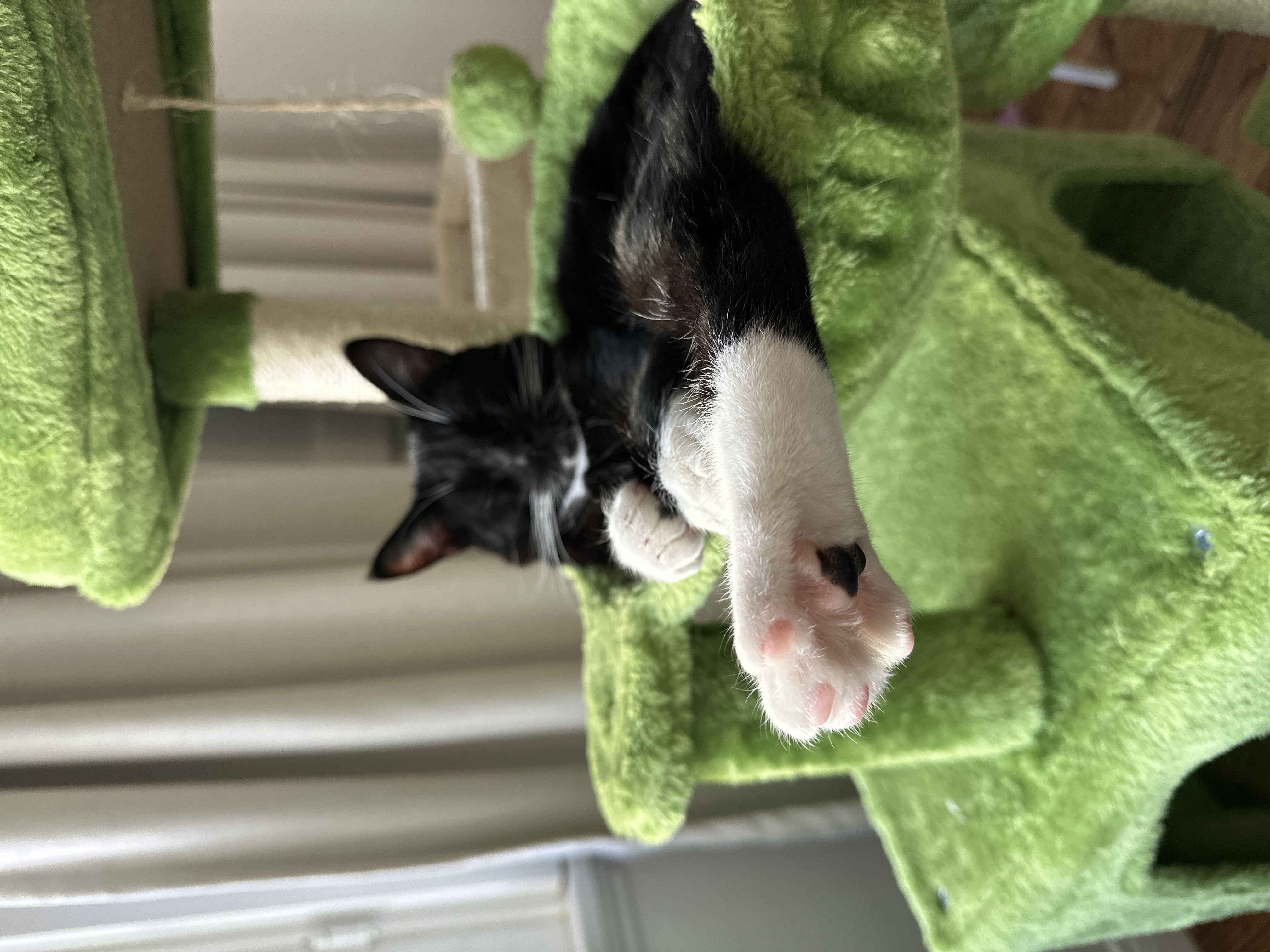 adorbs Aspen, a Adoptable mixed breed in Toluca Lake, CA image 5/5