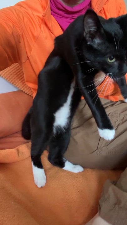 Enlarge adorbs Aspen, a Adoptable mixed breed in Toluca Lake, CA video 3/5