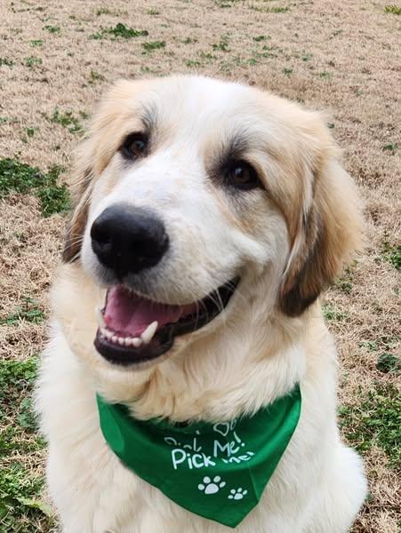 Toast, a Adoptable Great Pyrenees in Monroe, NC image 4/5