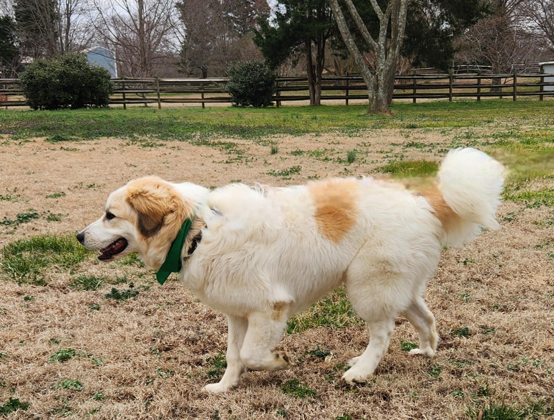 Toast, a Adoptable Great Pyrenees in Monroe, NC image 5/5