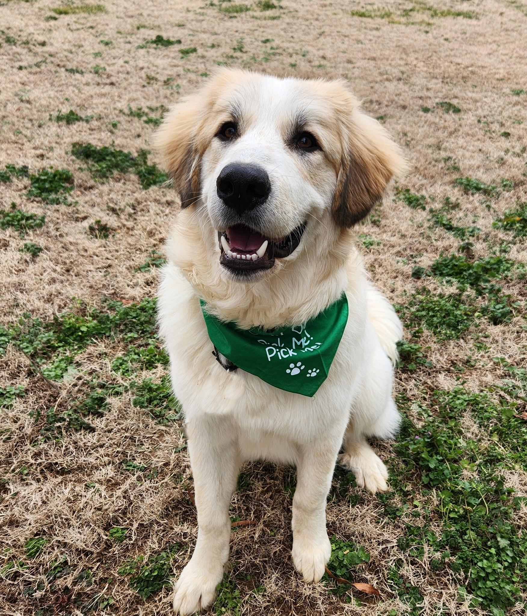 Toast, a Adoptable Great Pyrenees in Monroe, NC image 3/5