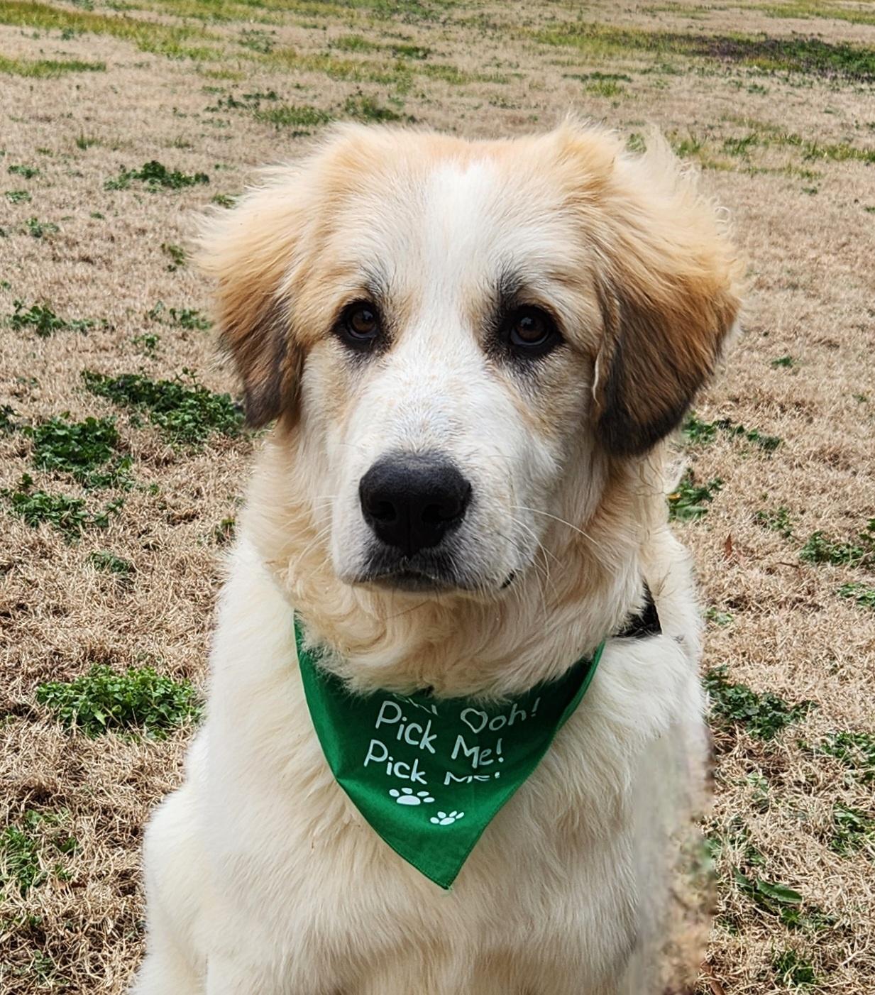 Toast, a Adoptable Great Pyrenees in Monroe, NC image 2/5
