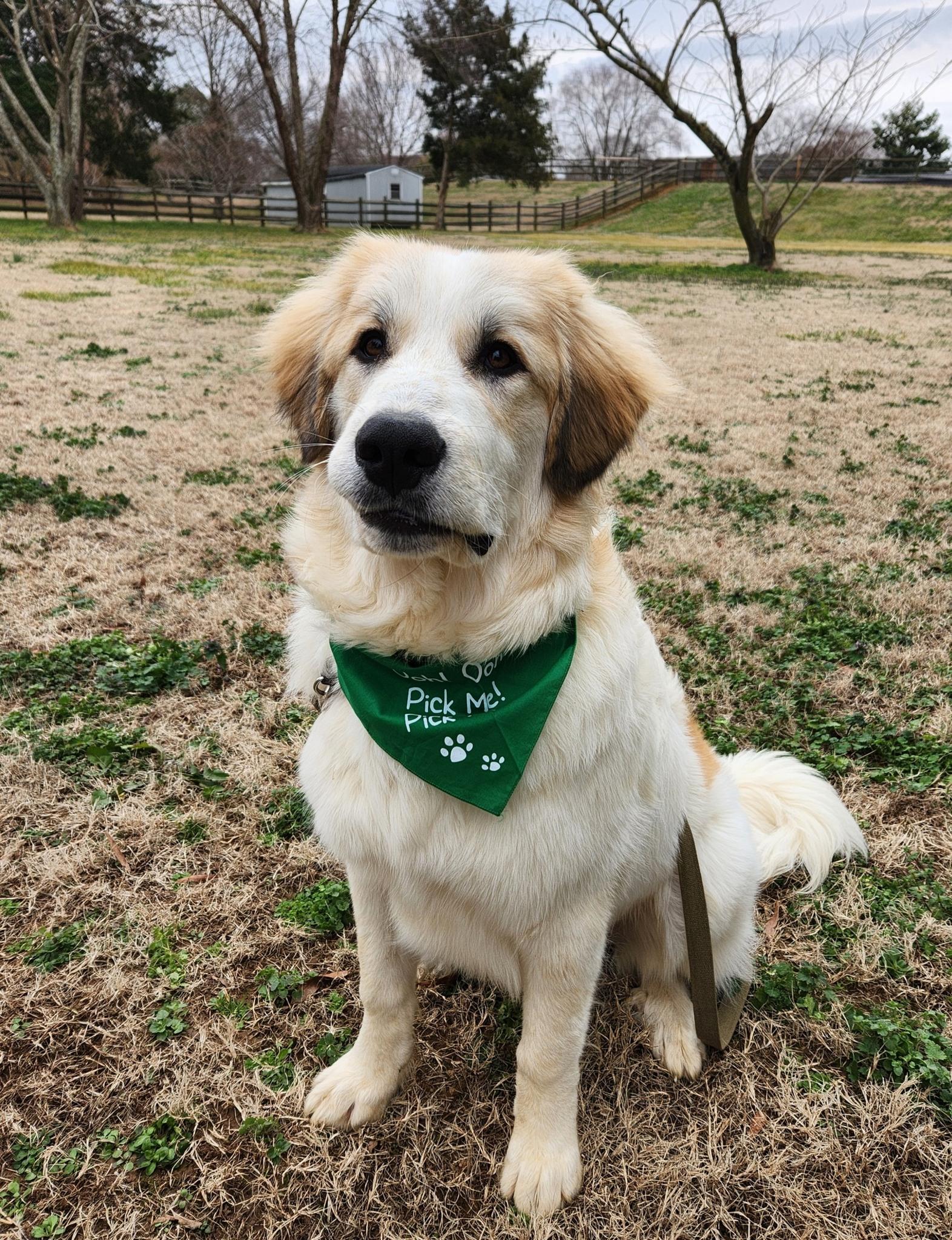 Toast, Adoptable, Young Male Great Pyrenees.