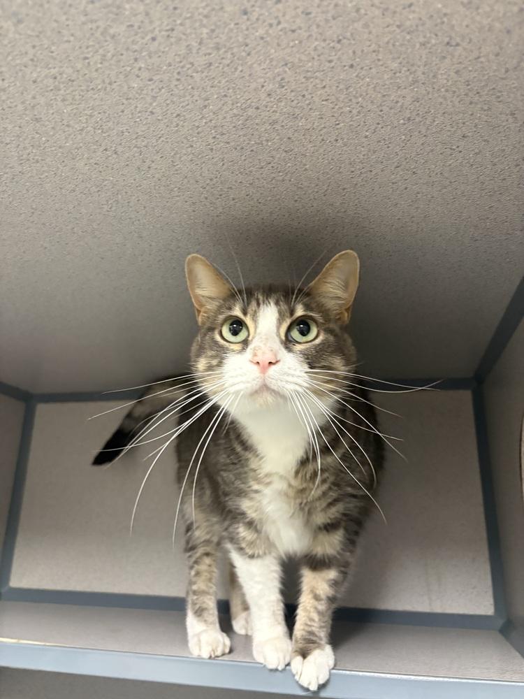 Diamond, Adoptable, Kitten Female Domestic Medium Hair.