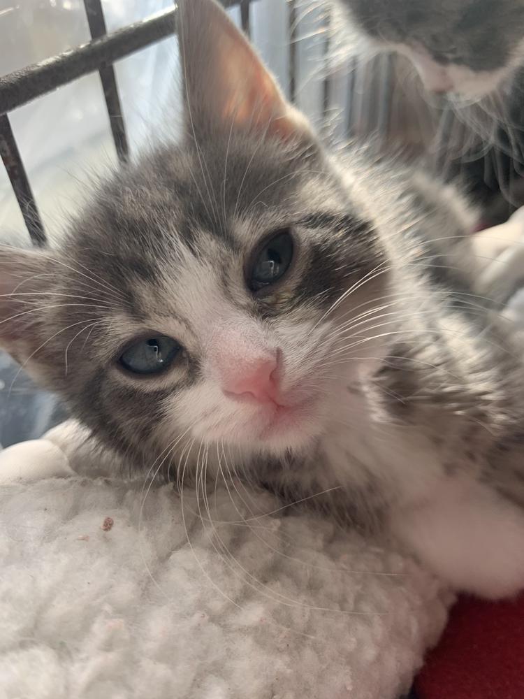 Enlarge Diamond, a Adoptable Domestic Medium Hair in Fort Walton Beach, FL image 2/2