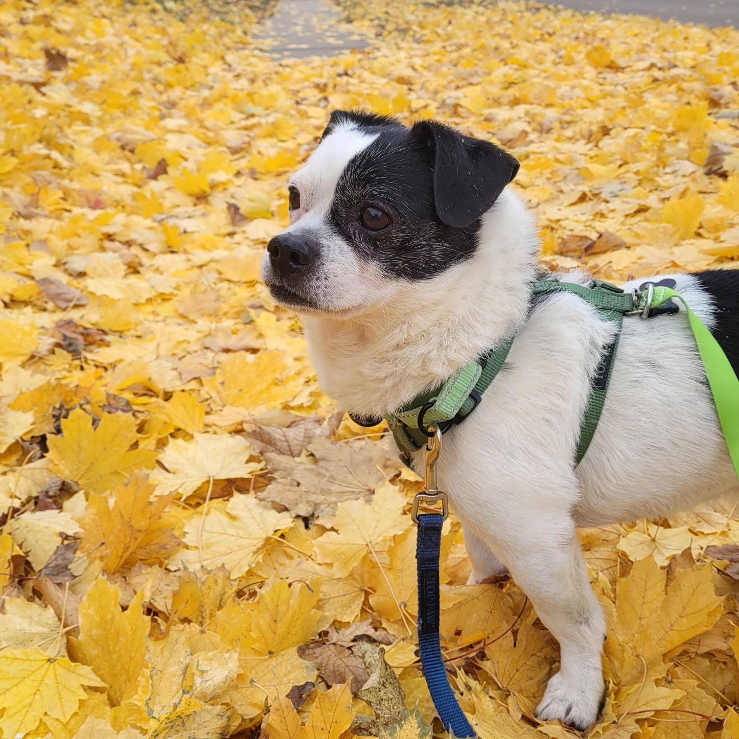 Kristofferson thumbnail 3