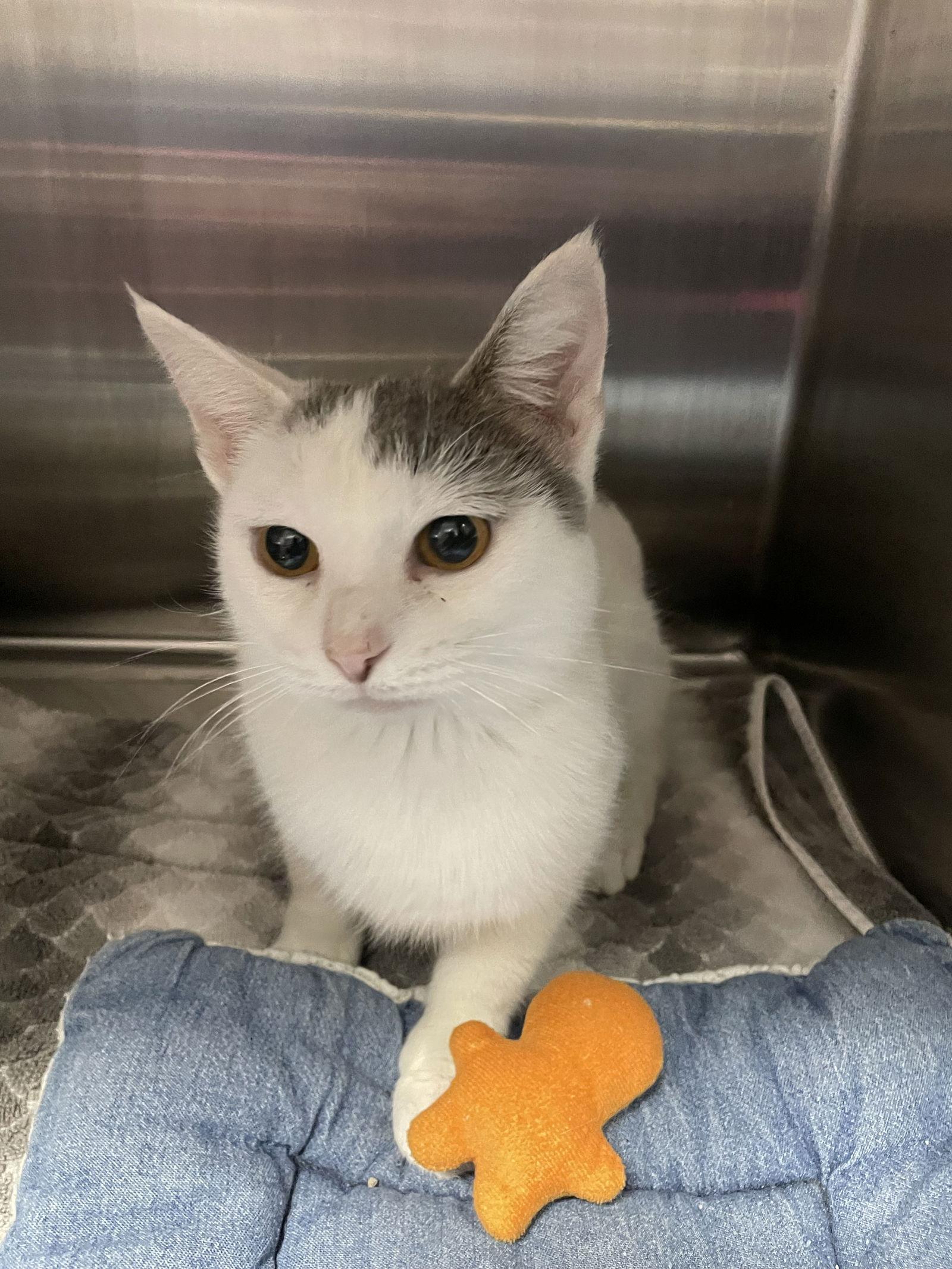 Enlarge Soren  - Must Apply in Person !, a Adoptable Domestic Short Hair in Georgetown, KY image 1/1