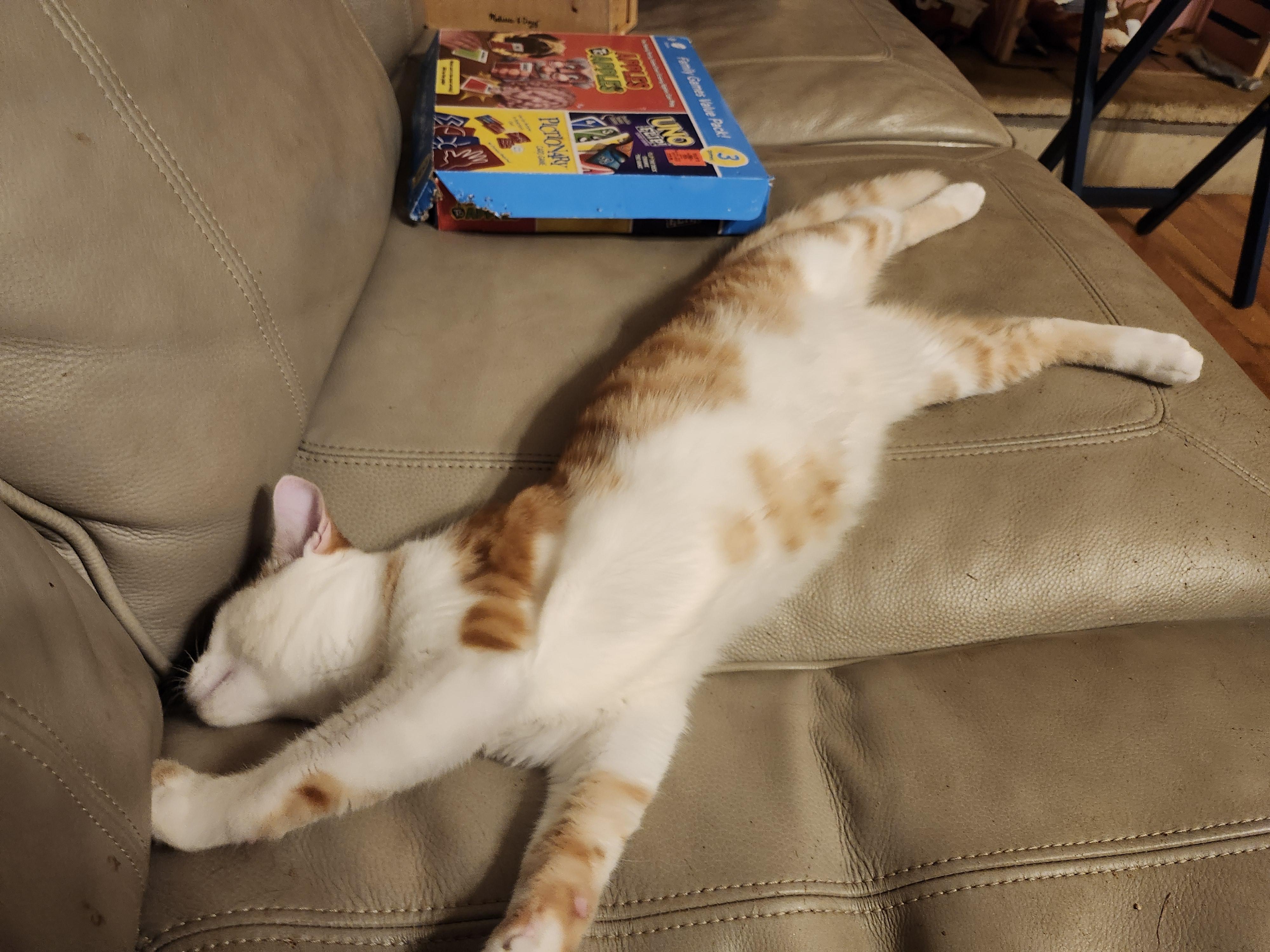 Enlarge Peso, a Adoptable Domestic Short Hair in Morganton, NC image 4/4