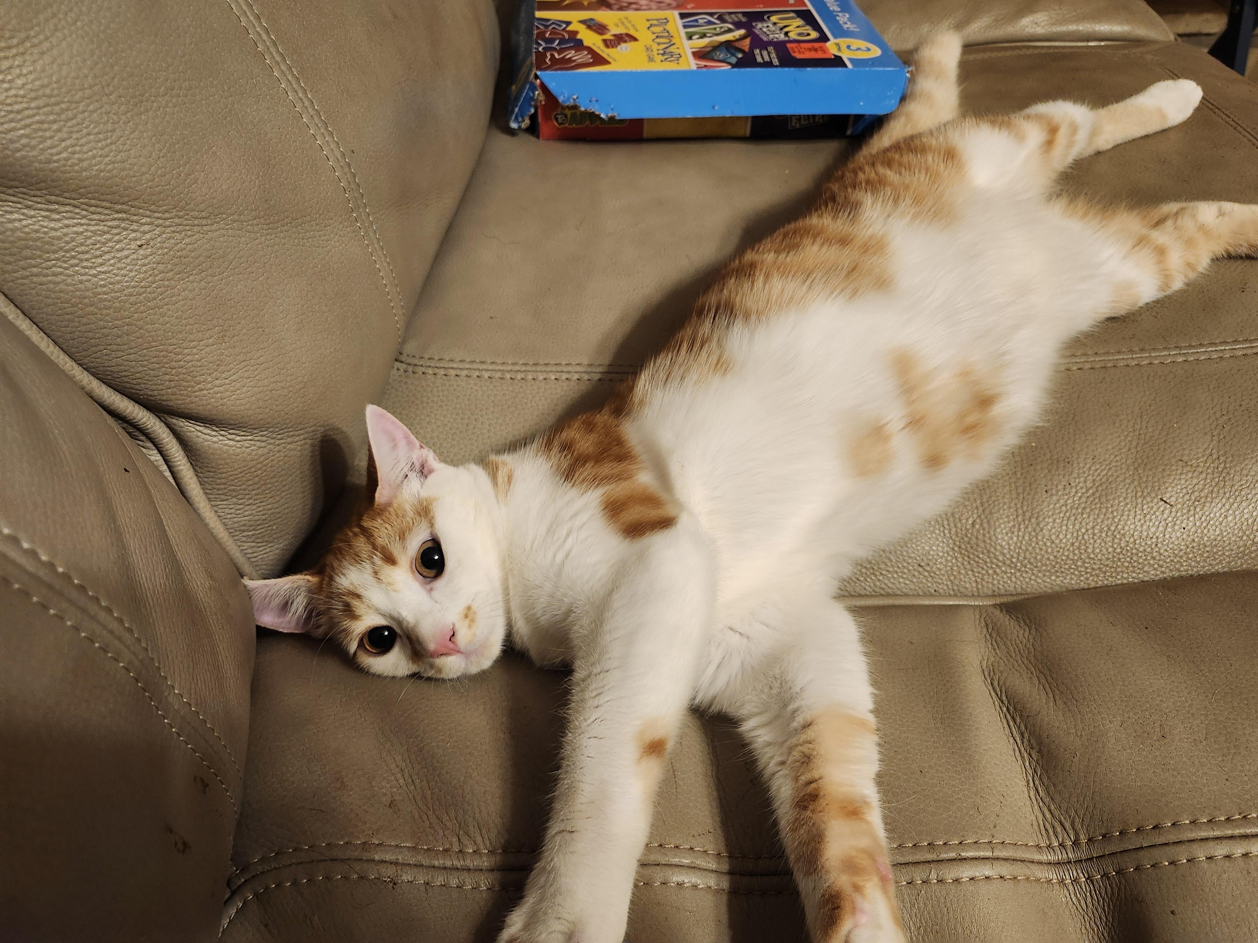 Enlarge Peso, a Adoptable Domestic Short Hair in Morganton, NC image 3/4