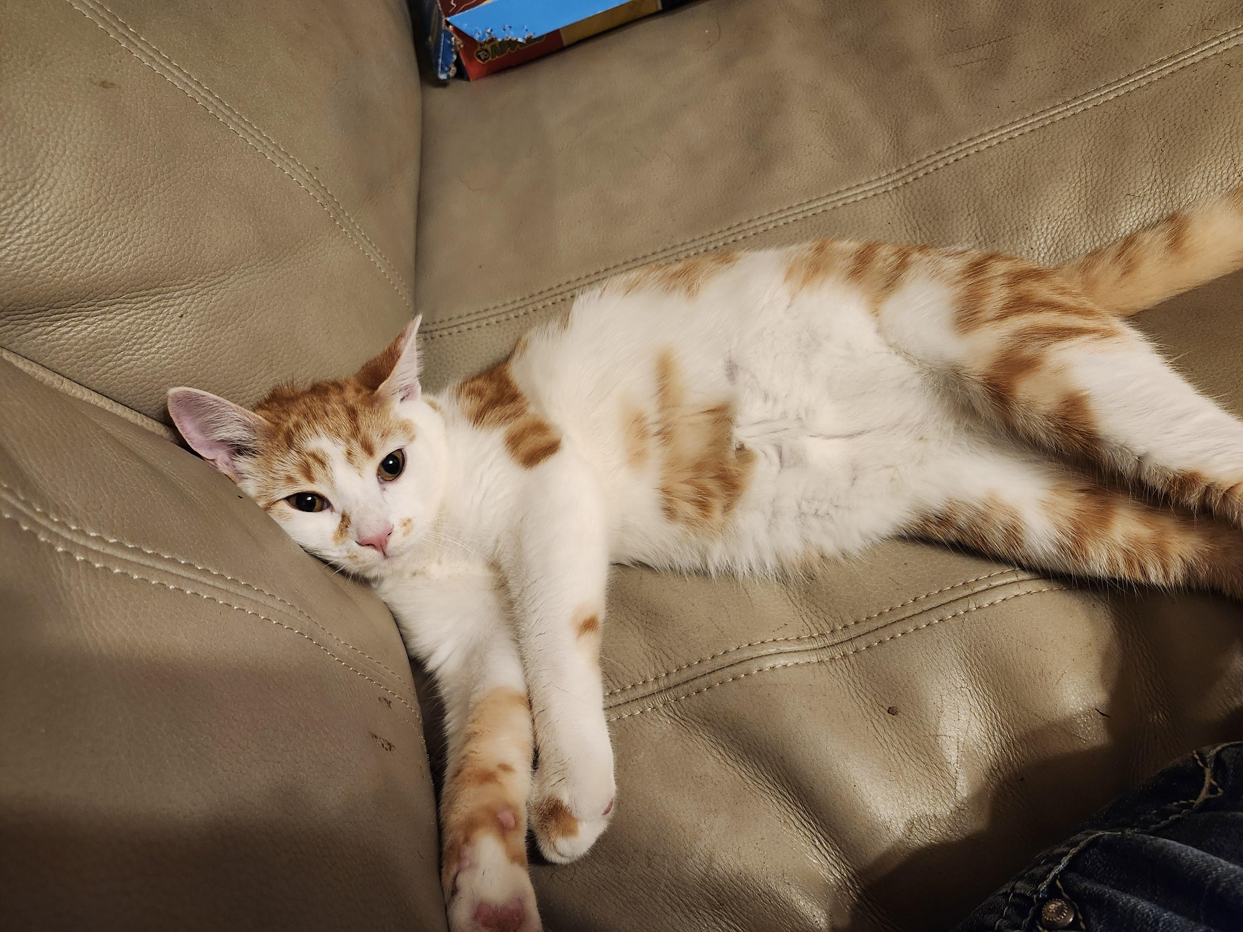 Peso, Adoptable, Young Male Domestic Short Hair.