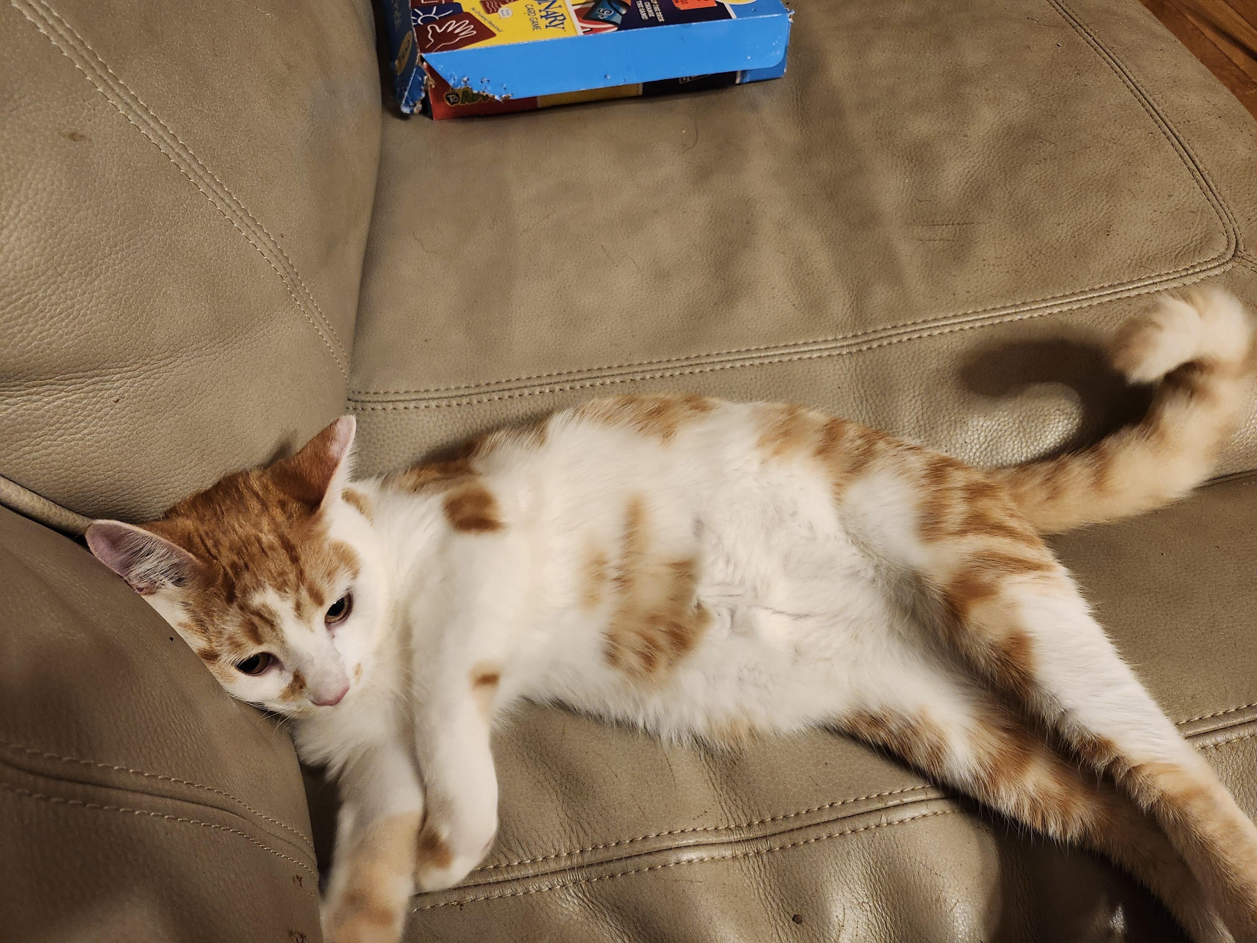 Enlarge Peso, a Adoptable Domestic Short Hair in Morganton, NC image 2/4