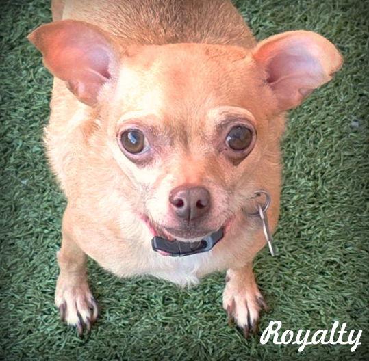 Royalty, Adoptable, Adult Female Chihuahua.