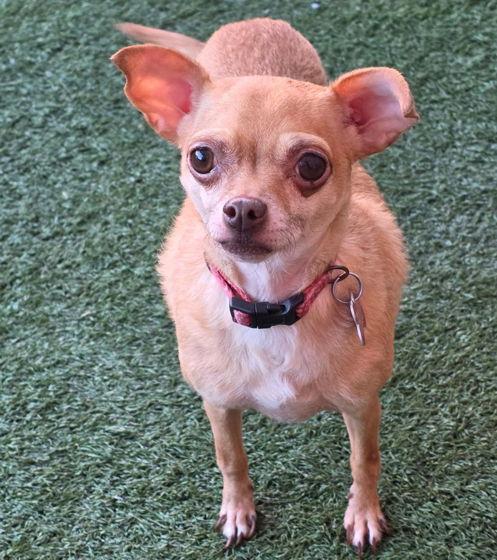 Enlarge Royalty, a Adoptable Chihuahua in Anaheim Hills, CA image 2/3