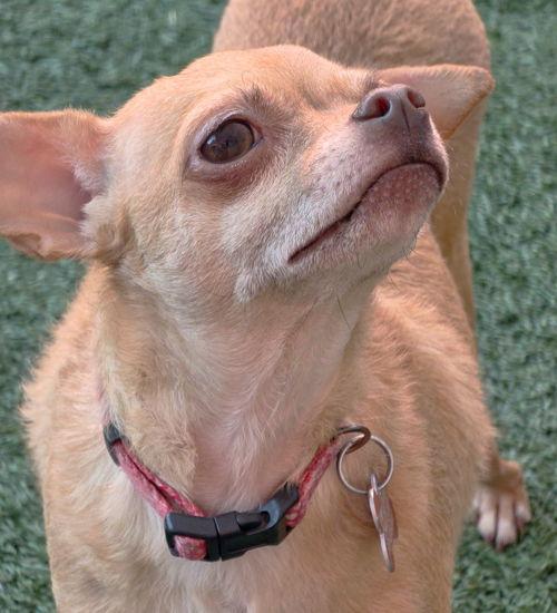 Enlarge Royalty, a Adoptable Chihuahua in Anaheim Hills, CA image 3/3