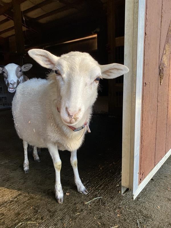 Enlarge Nadine / Pepper, a Adoptable Sheep in Sultan, WA image 1/2