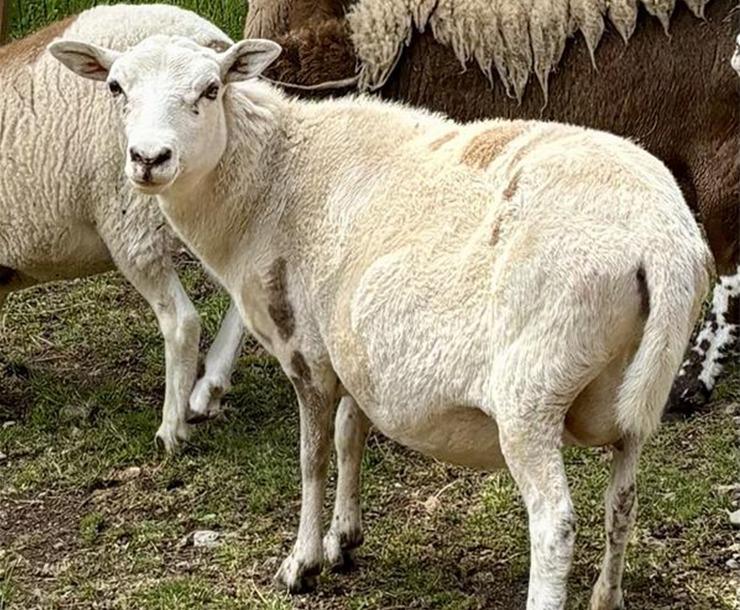 Enlarge Nadine / Pepper, a Adoptable Sheep in Sultan, WA image 2/2