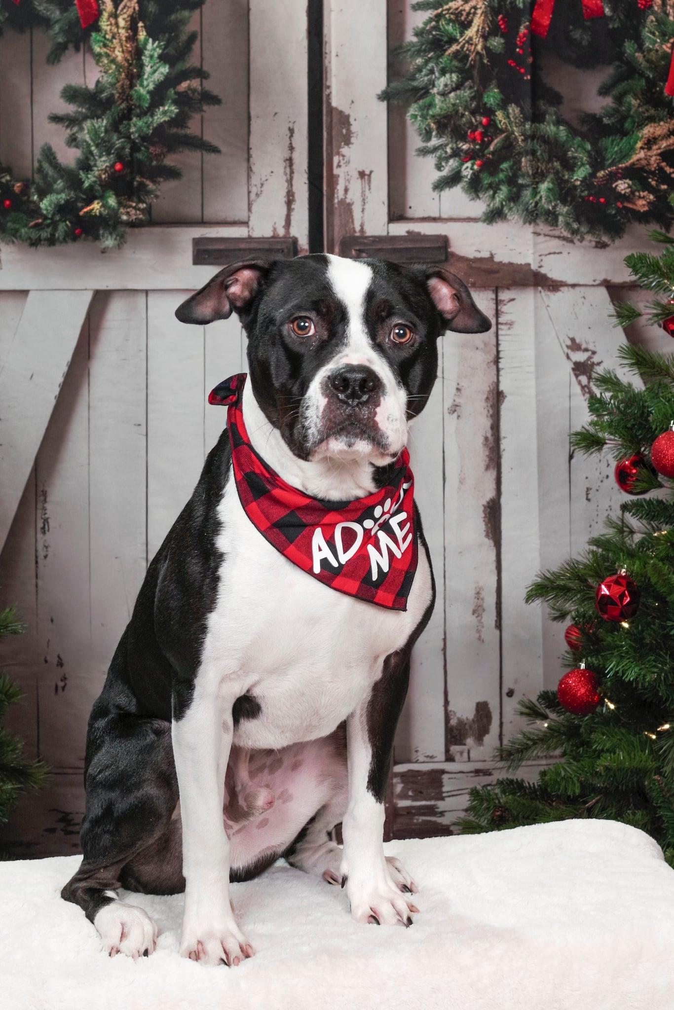 Cane, a Adoptable Pit Bull Terrier in Rockville, MD image 1/3