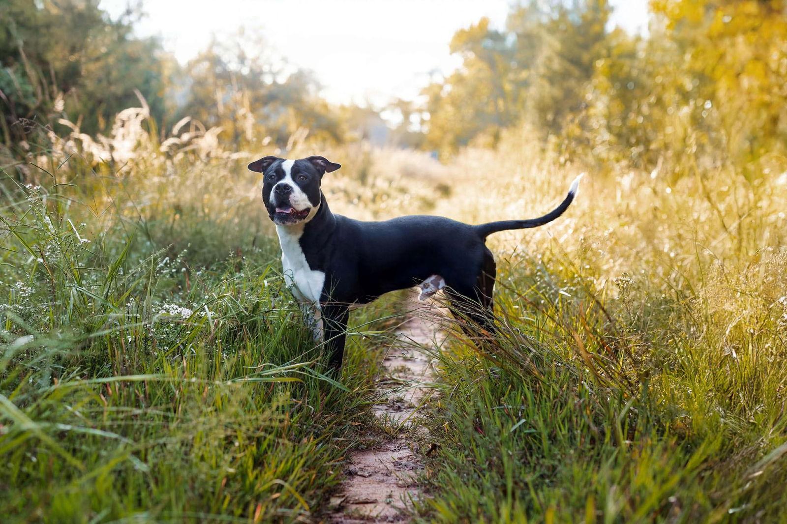 Cane, Adoptable, Young Male Pit Bull Terrier.