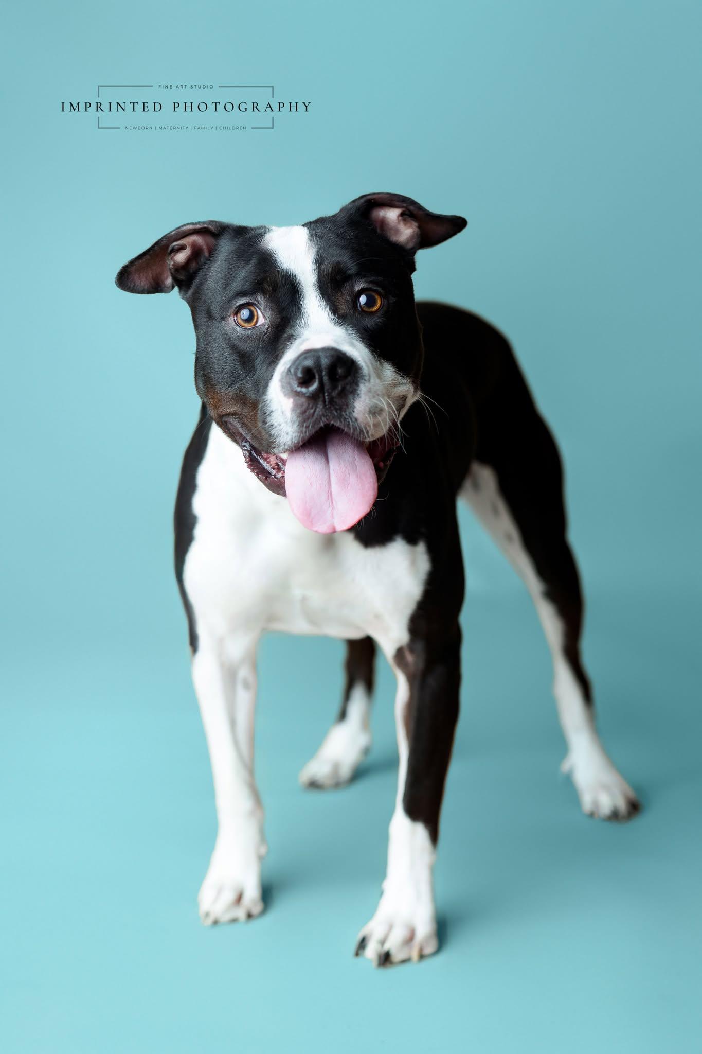 Cane, a Adoptable Pit Bull Terrier in Rockville, MD image 2/3