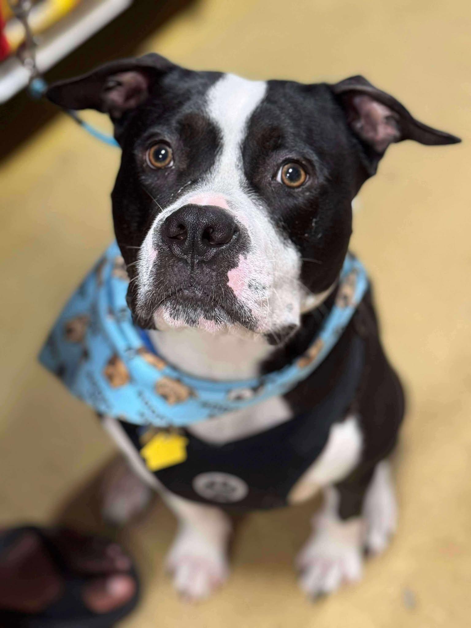 Cane, a Adoptable Pit Bull Terrier in Rockville, MD image 3/3