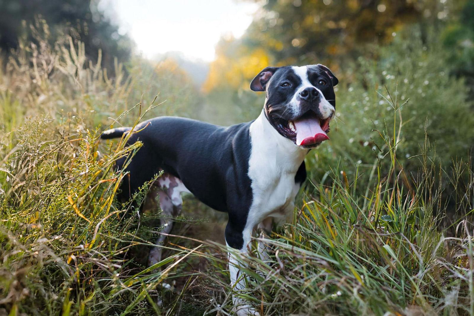 Enlarge Cane, a Adoptable Pit Bull Terrier in Rockville, MD image 2/3
