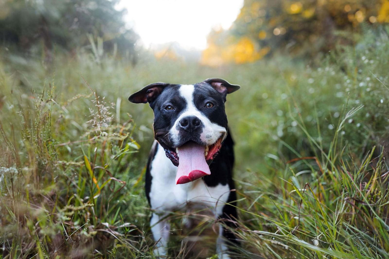 Enlarge Cane, a Adoptable Pit Bull Terrier in Rockville, MD image 3/3