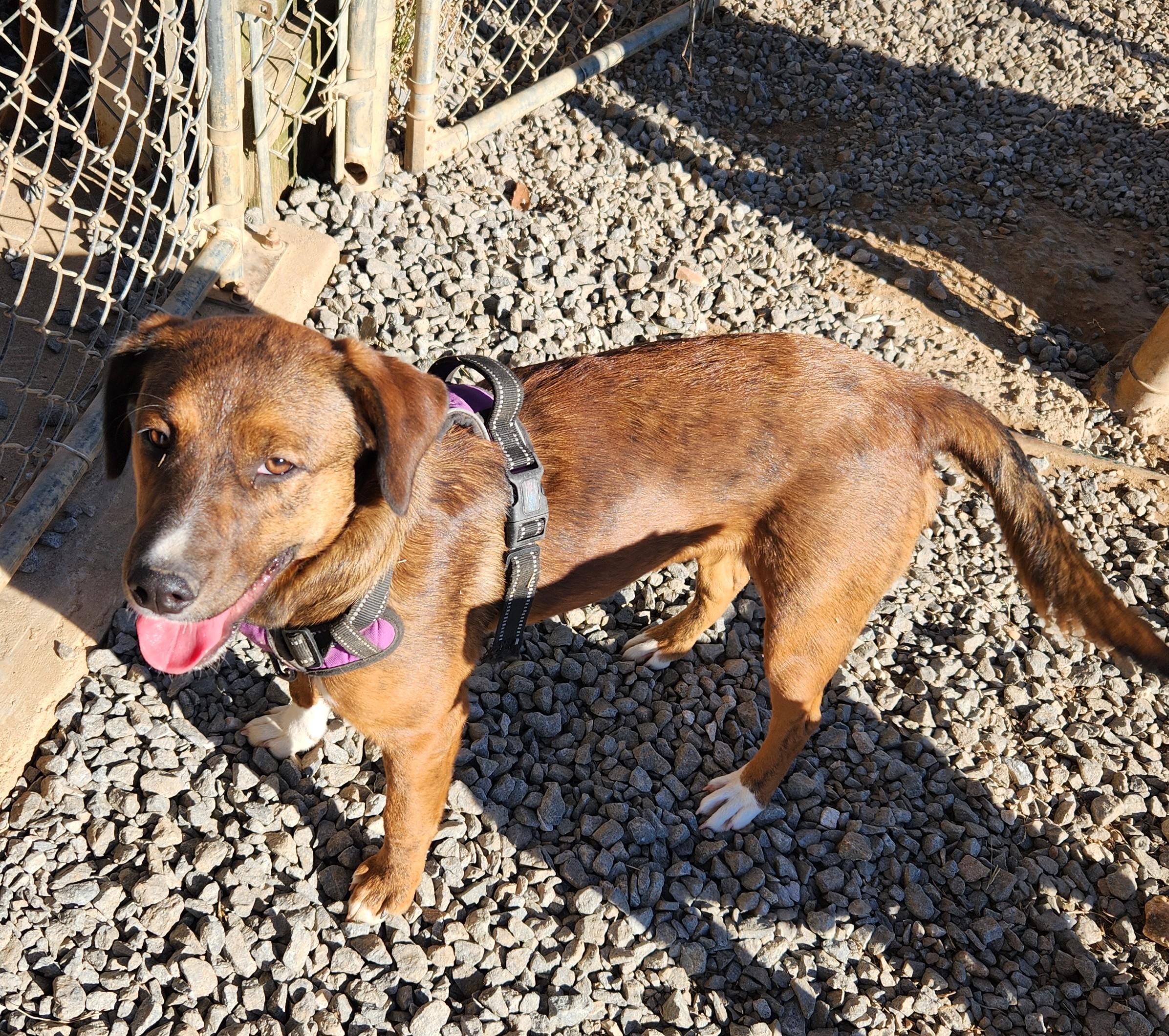 Twix, ADOPTABLE, Young Female Labrador Retriever.