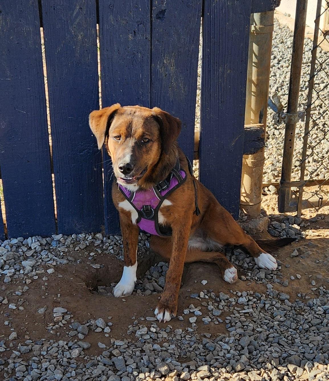 Enlarge Twix, a ADOPTABLE mixed breed in Siloam Springs, AR image 4/4