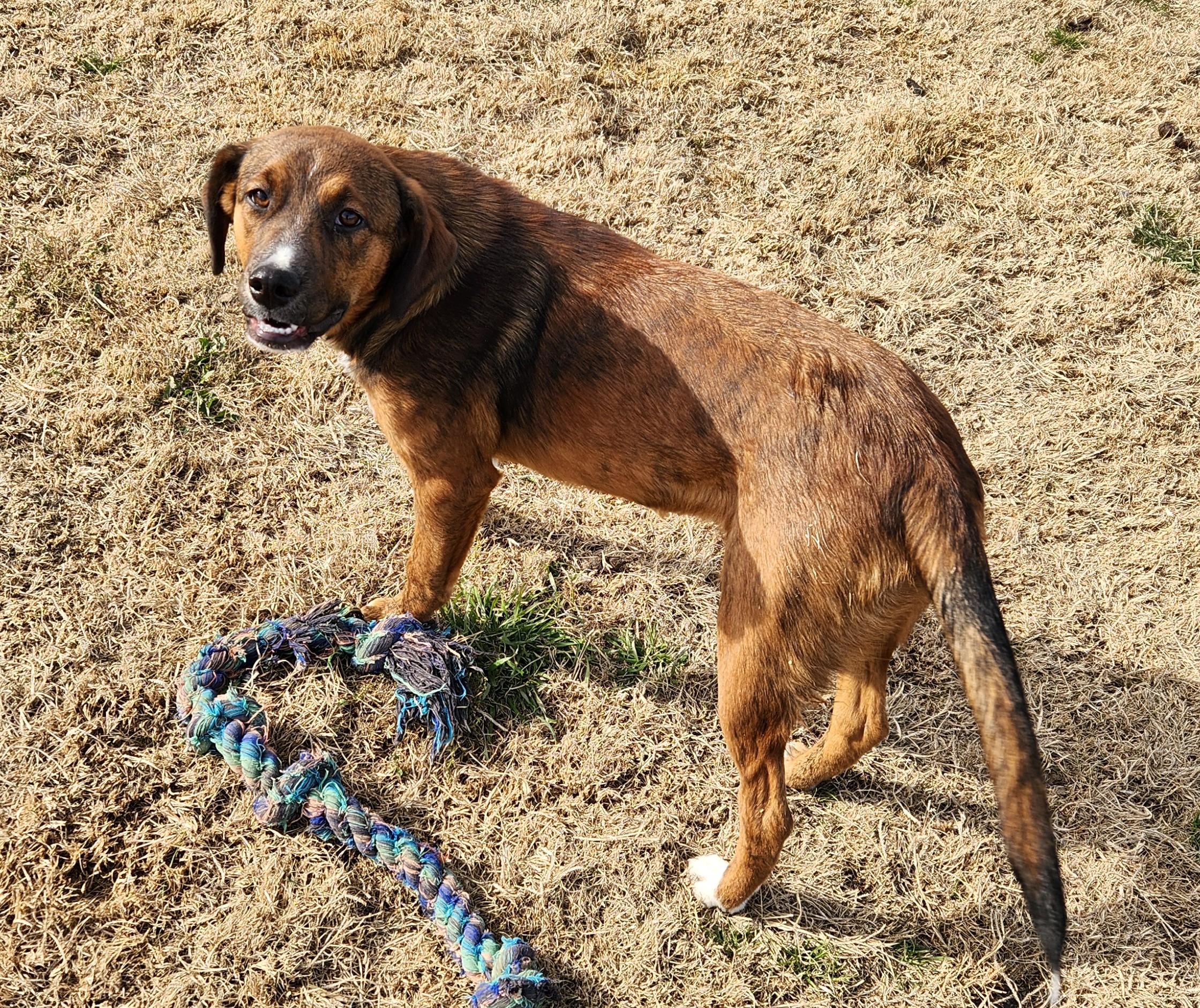 Enlarge Twix, a ADOPTABLE mixed breed in Siloam Springs, AR image 1/2
