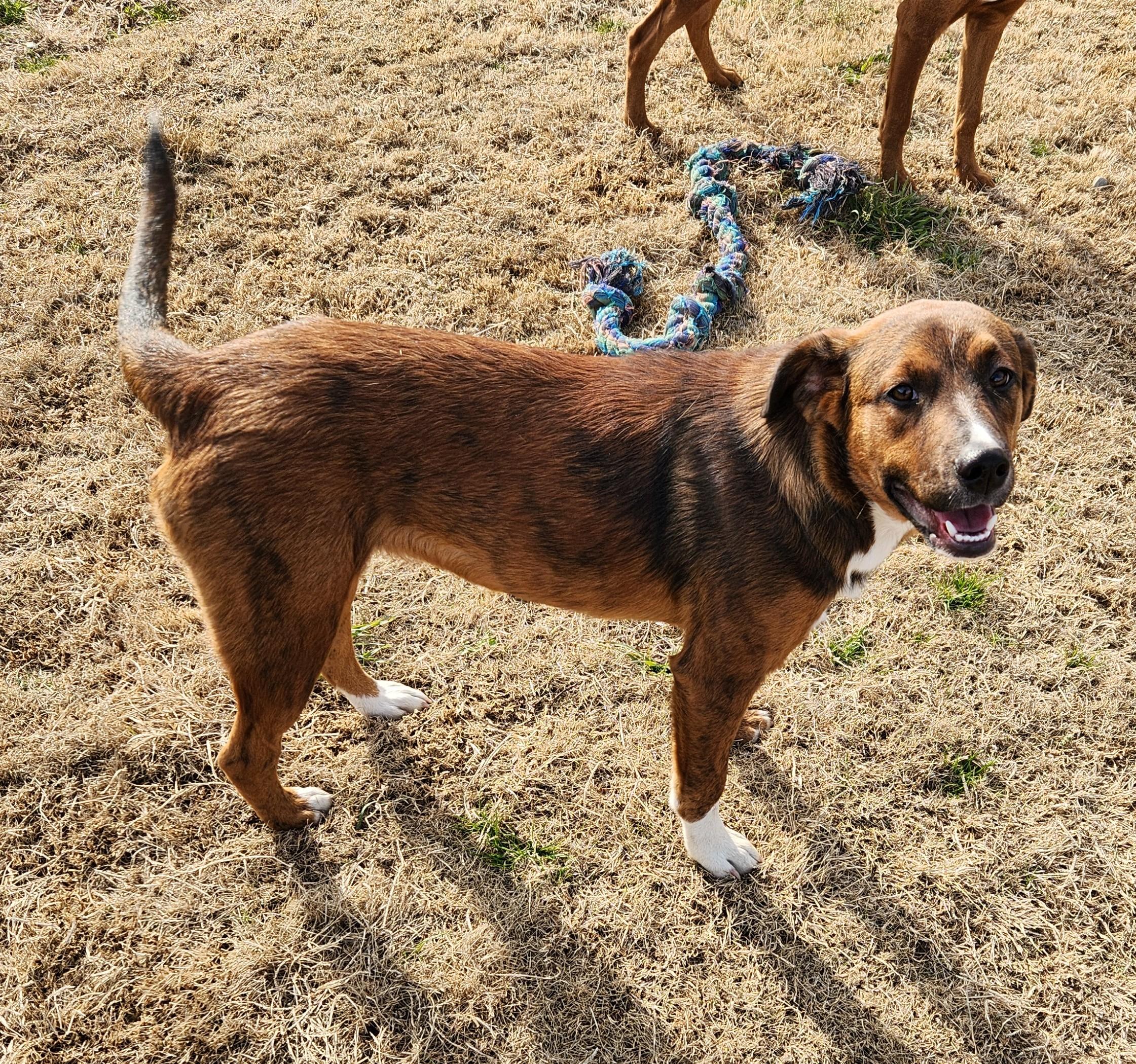 Enlarge Twix, a ADOPTABLE mixed breed in Siloam Springs, AR image 2/2